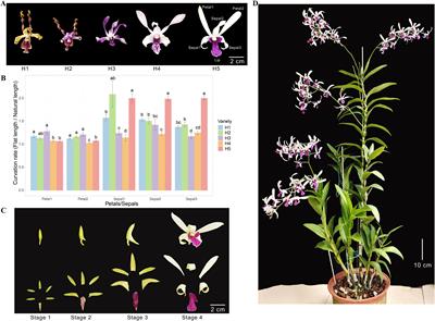 Unveiling the molecular mechanism of sepal curvature in Dendrobium Section Spatulata through full-length transcriptome and RNA-seq analysis